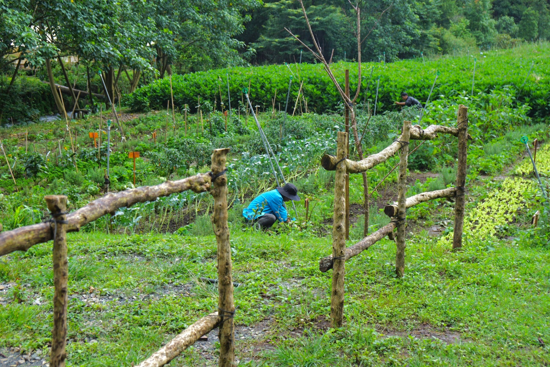 Vườn rau và thảo mộc tại Twin Beans Farm cung cấp nguyên liệu tươi cho thực đơn retreat.